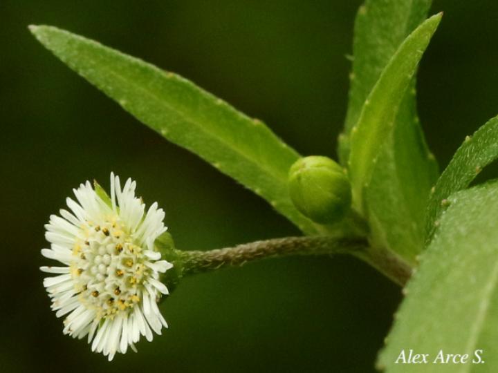Eclipta prostrata