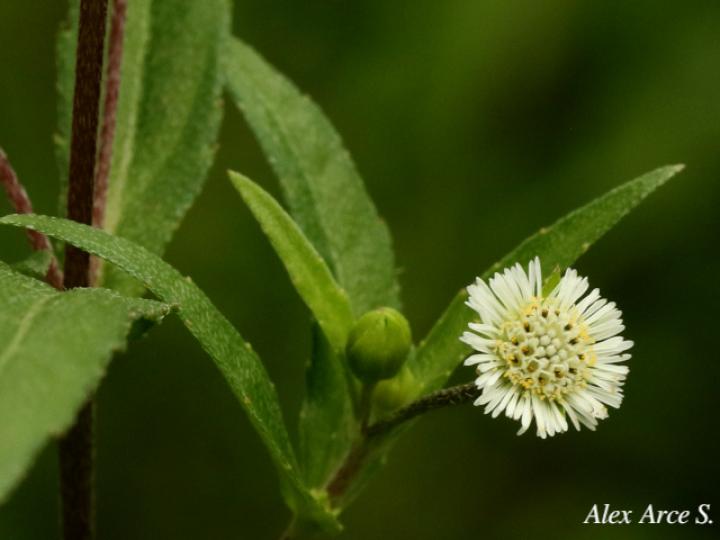 Eclipta prostrata