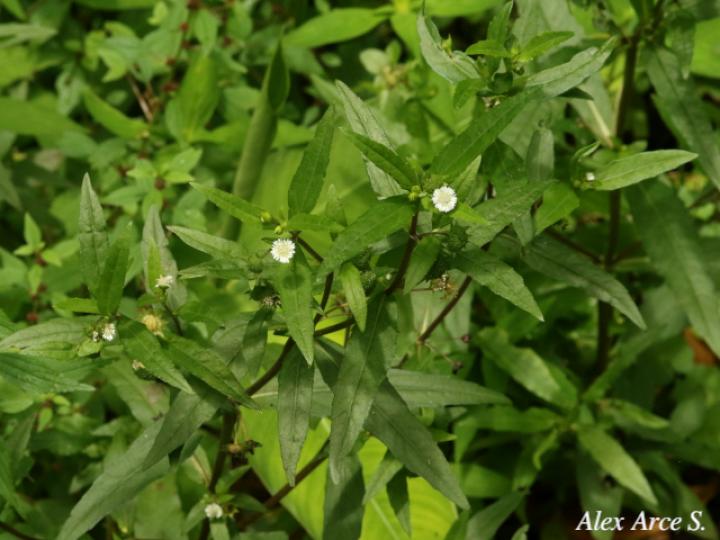 Eclipta prostrata