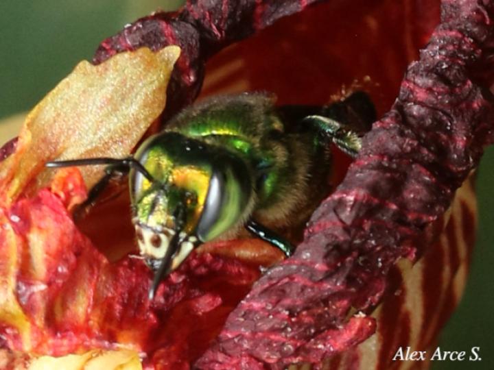 Euglossa ignita