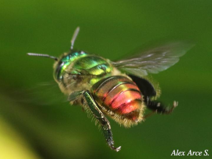 Euglossa ignita