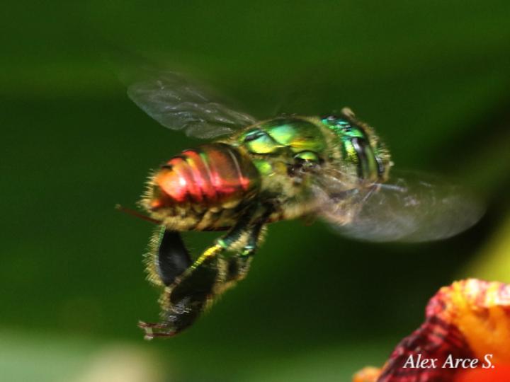 Euglossa ignita
