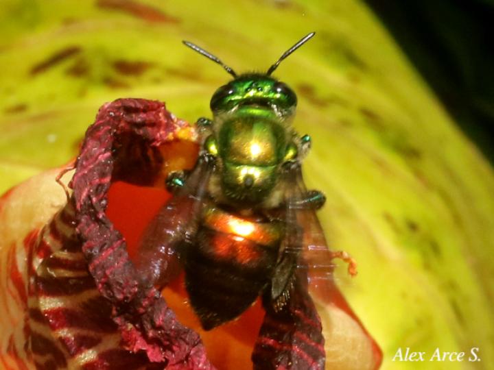 Euglossa ignita