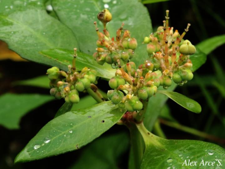 Euphorbia heterophylla Reino: Plantae