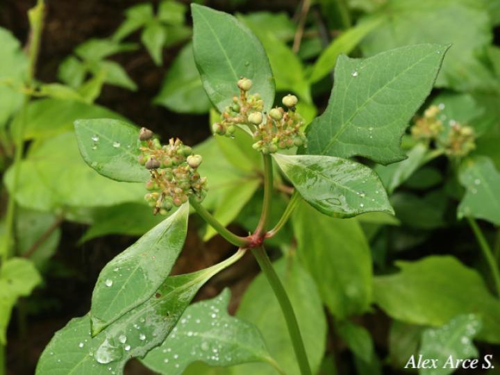Euphorbia heterophylla Reino: Plantae