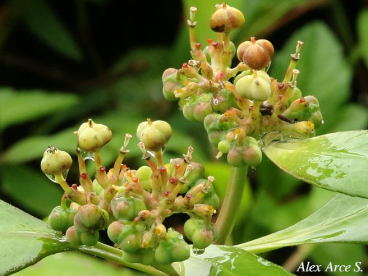 Euphorbia heterophylla Reino: Plantae