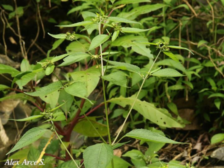Garcilassa rivularis