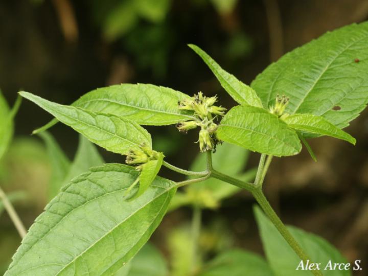 Garcilassa rivularis