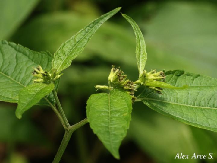 Garcilassa rivularis