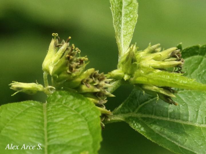 Garcilassa rivularis