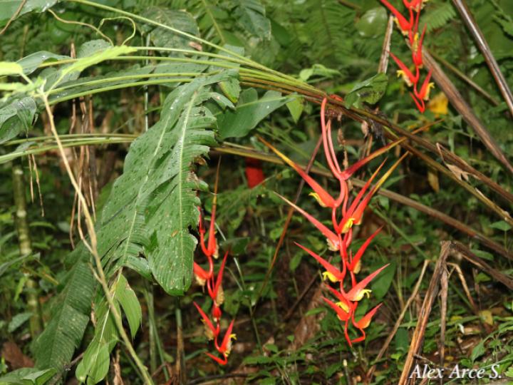 Heliconia trichocarpa