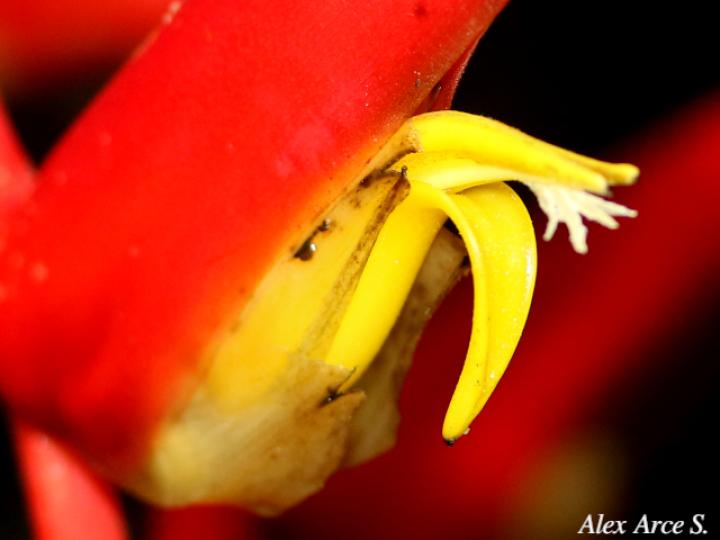 Heliconia trichocarpa