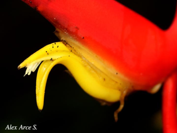 Heliconia trichocarpa