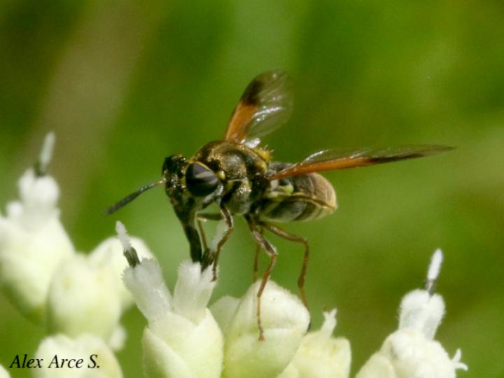 Hoplitimyia mutabilis