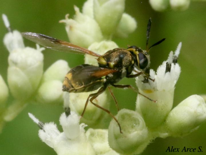 Hoplitimyia mutabilis