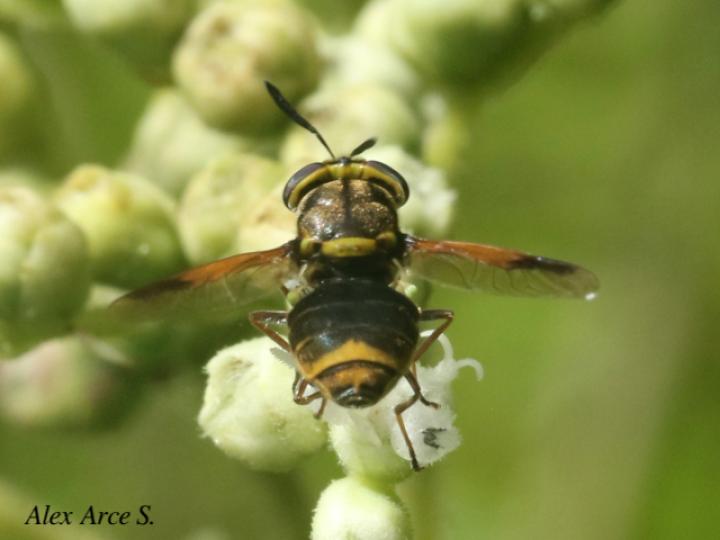 Hoplitimyia mutabilis