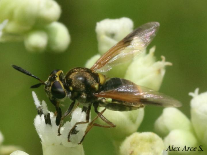 Hoplitimyia mutabilis