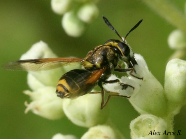 Hoplitimyia mutabilis
