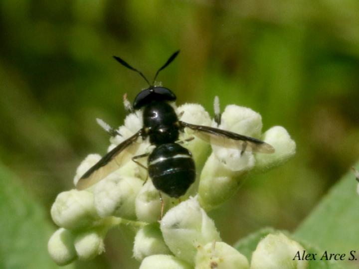 Hoplitimyia mutabilis