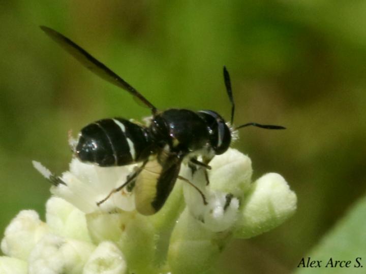 Hoplitimyia mutabilis