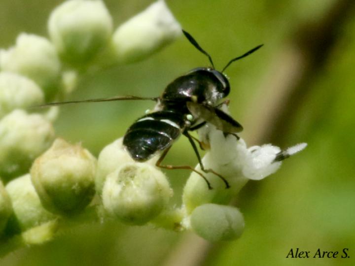 Hoplitimyia mutabilis