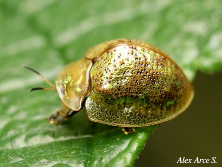 Hybosa mellicula