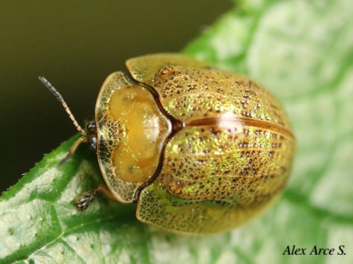 Hybosa mellicula