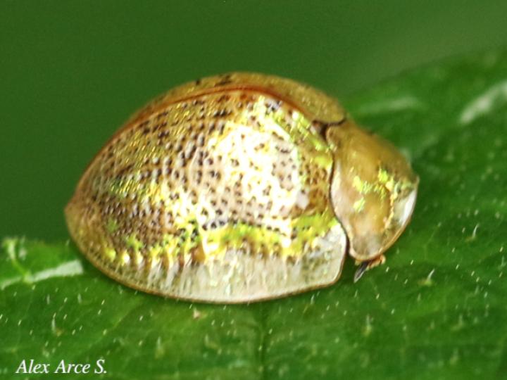 Hybosa mellicula