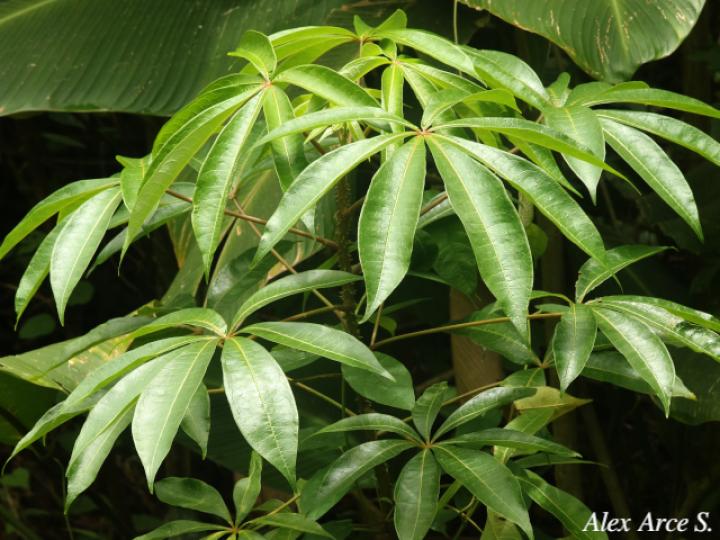 Jacaratia spinosa (Papayillo de montaña)