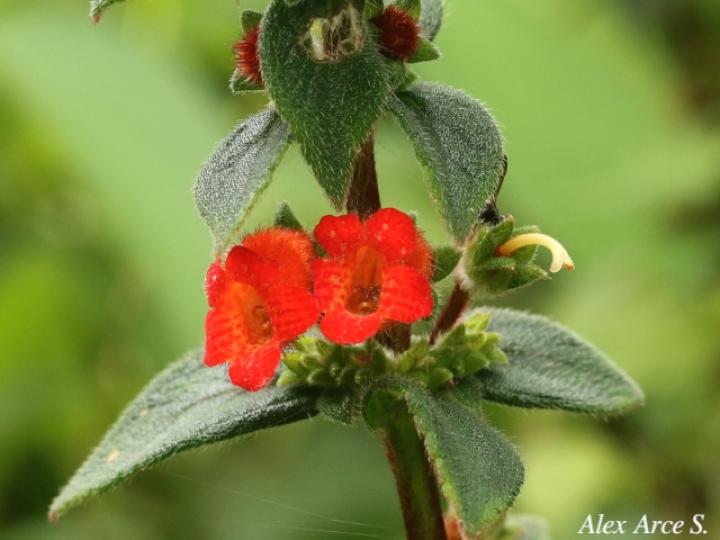 Kohleria spicata