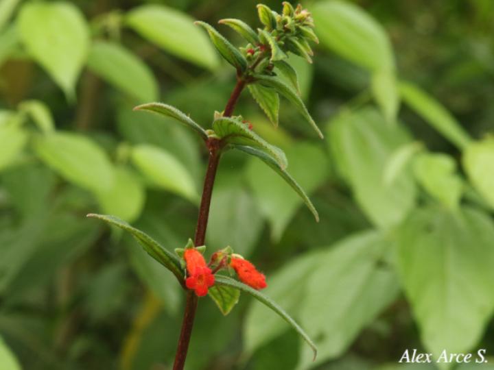 Kohleria spicata