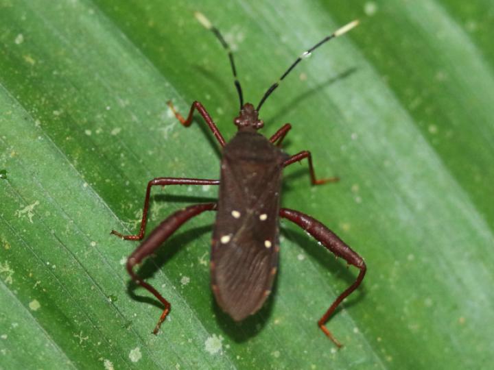 Leptoscelis quadrisignatus