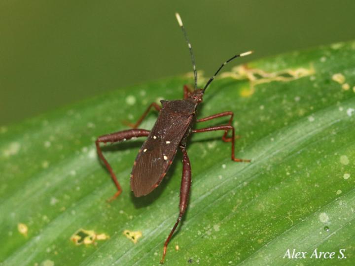 Leptoscelis quadrisignatus