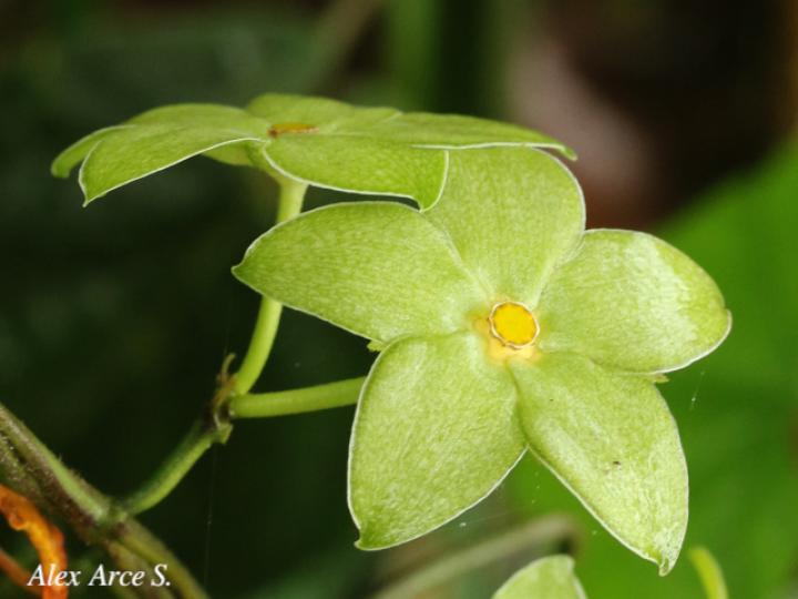 Matelea denticulata