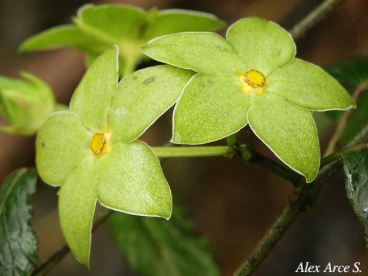 Matelea denticulata