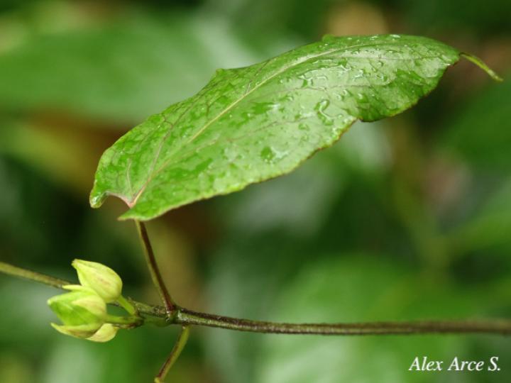 Matelea denticulata