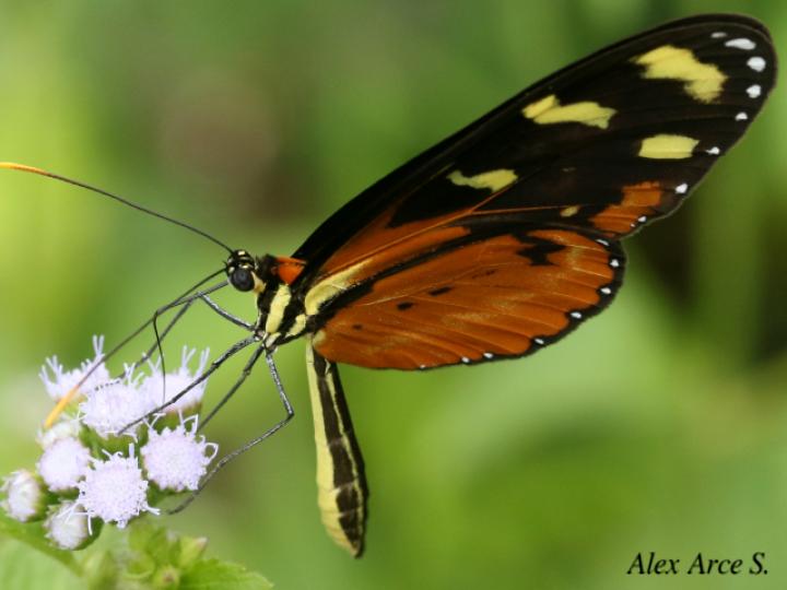 Mechanitis polymnia isthmia