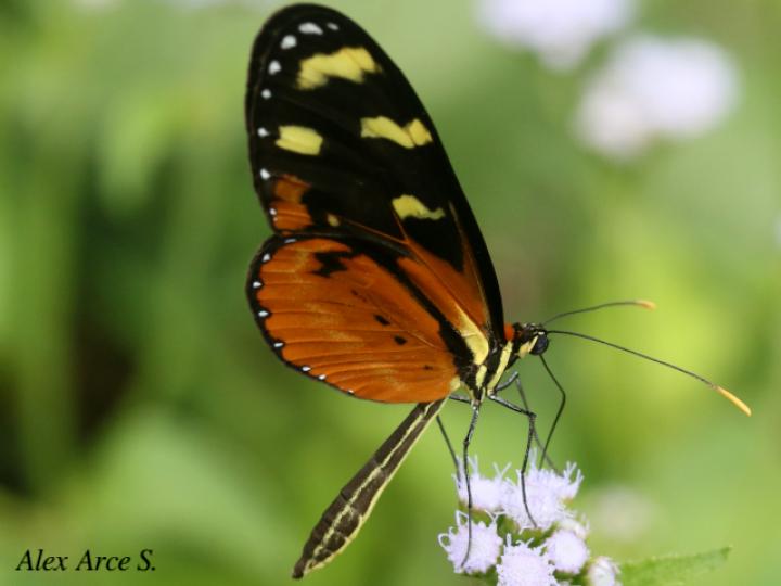 Mechanitis polymnia isthmia