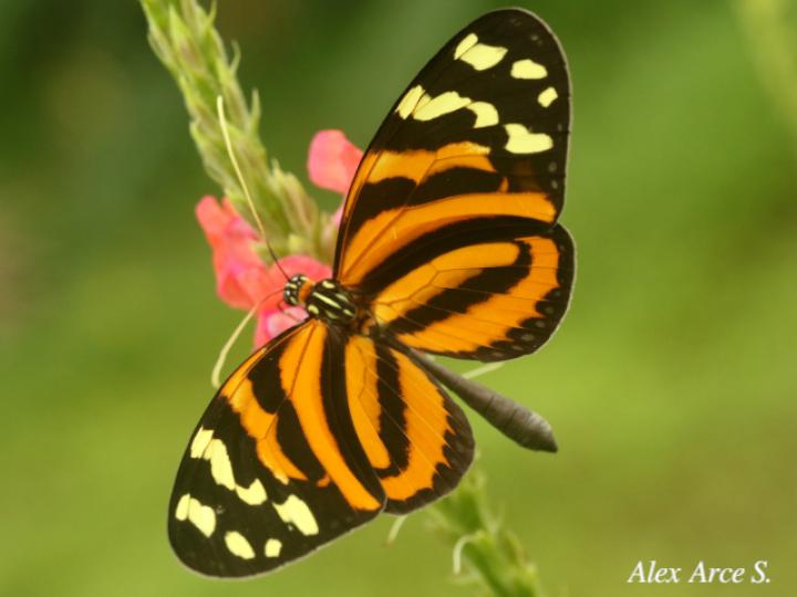 Melinaea lilis imitata (Imitadora ala de tigre)