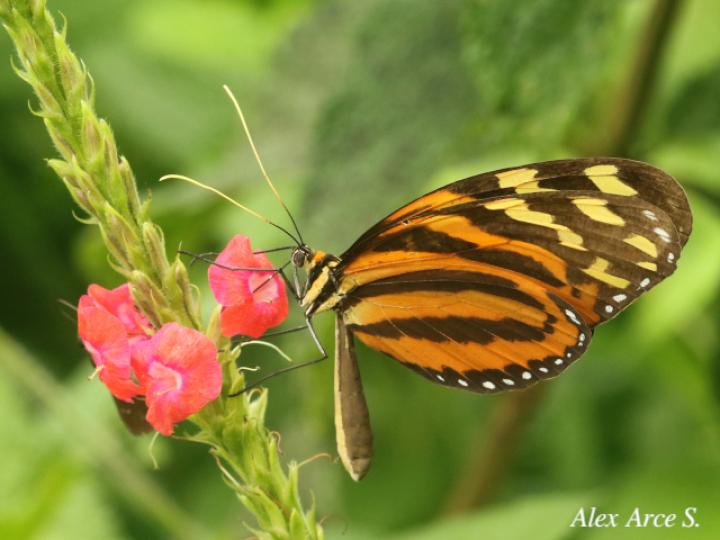 Melinaea lilis imitata (Imitadora ala de tigre)