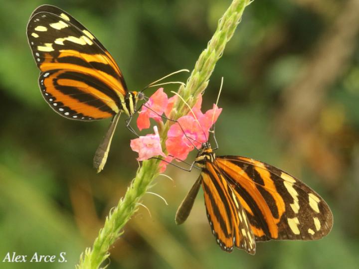 Melinaea lilis imitata (Imitadora ala de tigre)