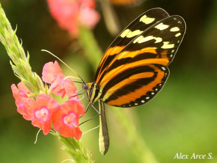 Melinaea lilis imitata (Imitadora ala de tigre)