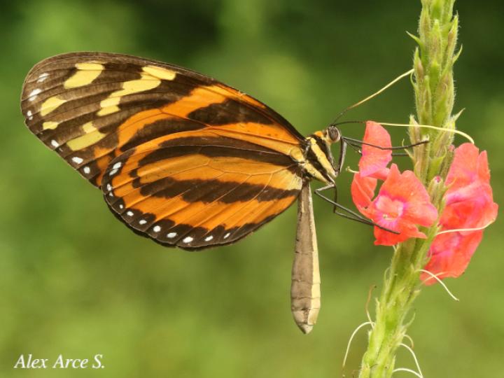 Melinaea lilis imitata (Imitadora ala de tigre)