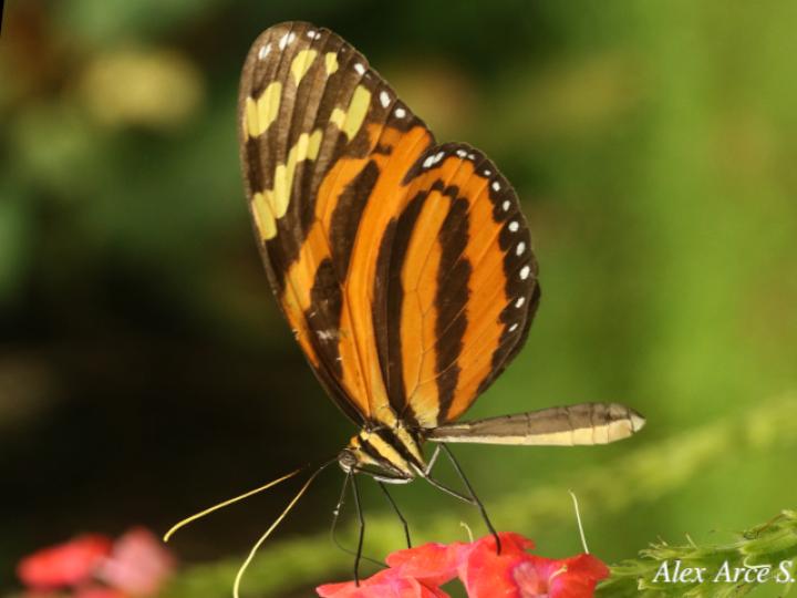 Melinaea lilis imitata (Imitadora ala de tigre)