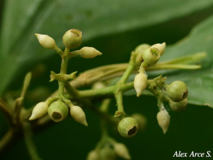 Miconia laxivenula