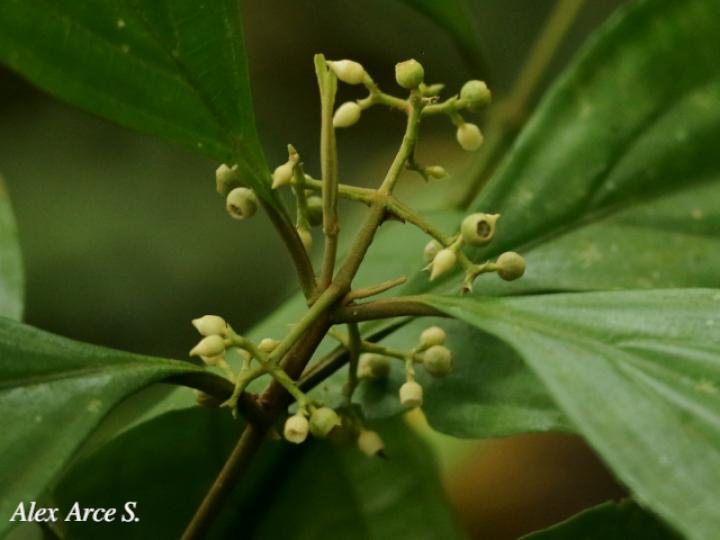Miconia laxivenula