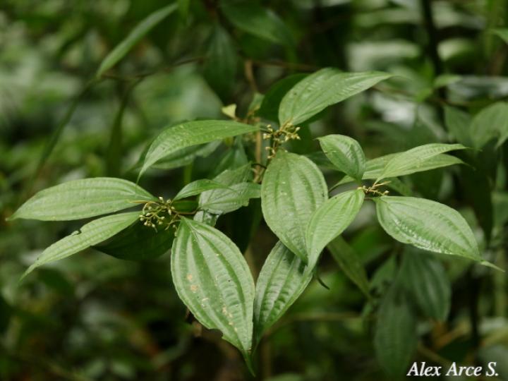 Miconia laxivenula