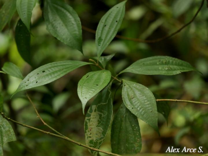 Miconia laxivenula