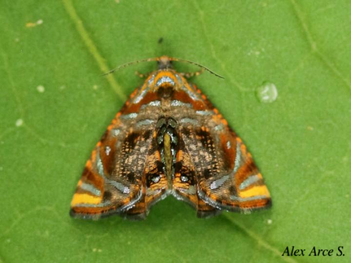 Mictopsichia mincae