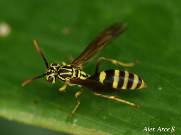 Mischocyttarus basimacula